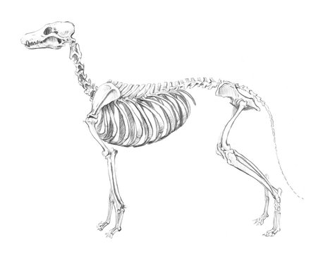 Anatomical sketch of a dog skeleton on a white background