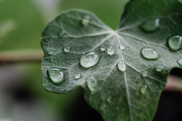 water drops on leaf