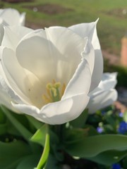 Weiße Blüte Blur