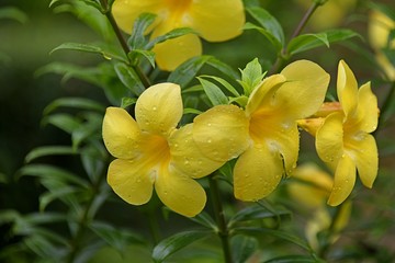 yellow and yellow flowers