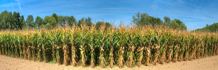 Ein nebelverhangener Wald am Morgen