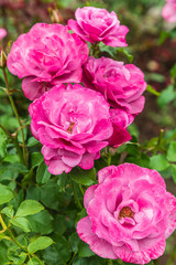 USA, Washington State, Vancouver. Roses in a garden in Vancouver, Washington.