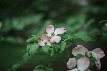 dogwood flower