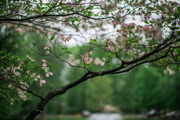 spring tree