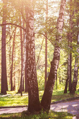 Beautiful summer forest with different trees