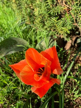 Rote Bl&uuml;te Mohn