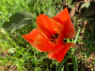 Fototapeta premium Roter Mohn