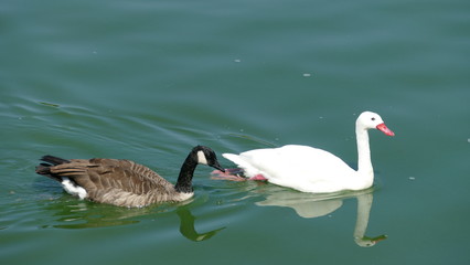 Coppia di anatre in acqua nel laghetto