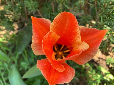 Mohn Vogelperspektive
