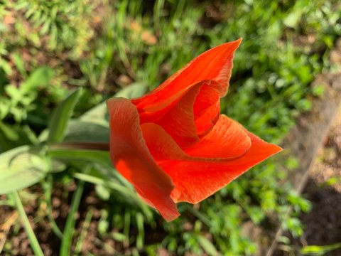 Schr&auml;ge Bl&uuml;te Mohn