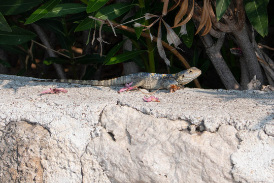 Lizard in the forest