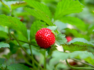 Close up to a berry in the garden. Colorful red fruit.