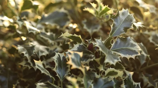 Change of focus on a holly plant