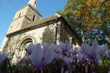 Wild Cyclamen and Autumn Leaves