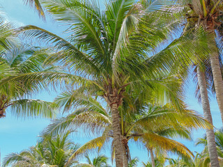 Green palms at the beach