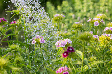 Large drops of water fall on flowers and plants. Close up - obrazy, fototapety, plakaty