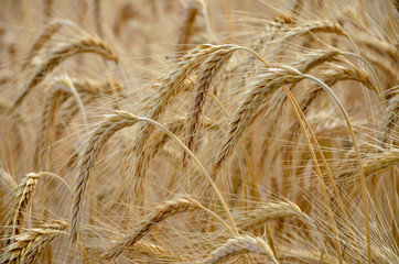  field of ears of ripe rye  grain harvest