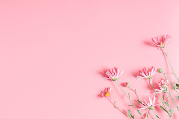 Beautiful flowers composition. Pink flowers chamomile on pastel pink background. Valentines Day, Happy Women's Day, Mother's day. Flat lay, top view, copy space