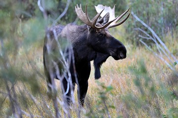 Friendly Moose © Luis