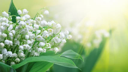  Lily of the valley (Convallaria majalis), blooming spring flowers, closeup with space for text © rustamank
