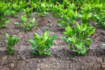 bushes sprouting potatoes in the potato field