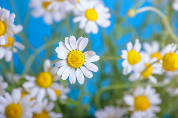 Сhamomile (Matricaria recutita), blooming spring flowers on a blue background, closeup, selective focus, with space for text