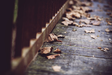 Fototapeta na wymiar leaves on bridge