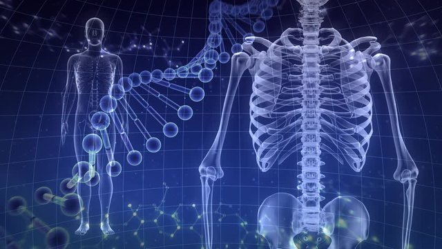 Human Body Skeleton Medical DNA Science Technology image background