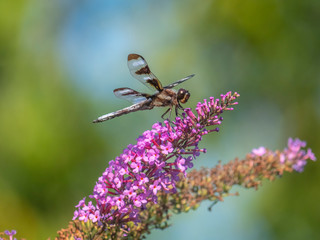 Dragonfly in garden