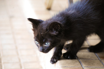 filhote de gato preto