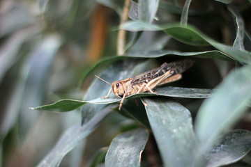 Hiding grasshopper between leafs in nature