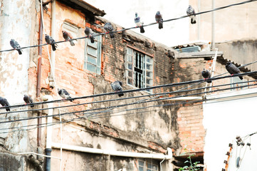 Casa abandonada e pombos no fio