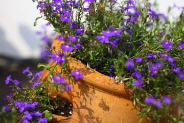 purple flower in pot