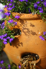 purple flower in pot