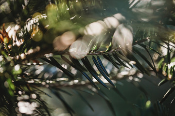 evergreen tree
