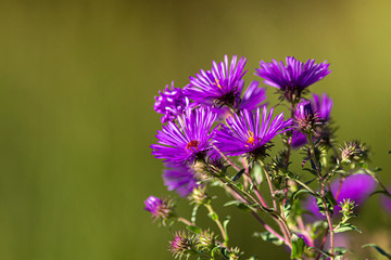 Aster