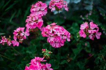 pink flowers