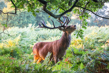 Portrait of majestic powerful adult red deer stag in autumn fall forest
