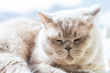 Obraz premium British Shorthair cat is lying and sleeping on the window