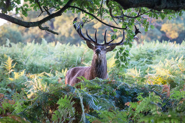 Portrait of majestic powerful adult red deer stag in autumn fall forest