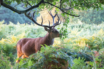 Portrait of majestic powerful adult red deer stag in autumn fall forest