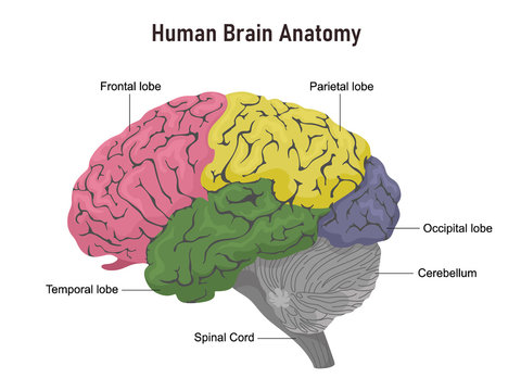 Anatomy of the human brain in departments with names. Vector illustration on white background.