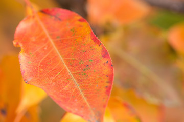 Red and Orange Autumn Leaves Background, Golden autumn in warm colors