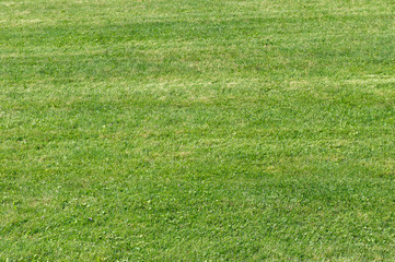 background of glade with green grass