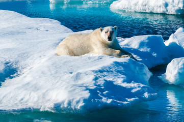 Large polar bear lying on a large ice pack in the Arctic Circle, Barentsoya, Svalbard, Norway © Don Landwehrle