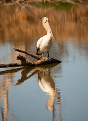 Beautiful Australian Pelican at Mudgee New South Wales