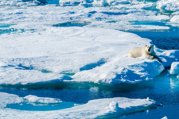 Large polar bear lying on a large ice pack in the Arctic Circle, Barentsoya, Svalbard, Norway © Don Landwehrle