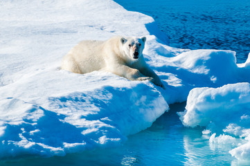 Large polar bear lying on a large ice pack in the Arctic Circle, Barentsoya, Svalbard, Norway © Don Landwehrle