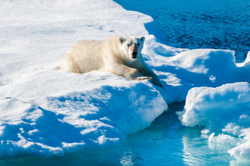 Large polar bear lying on a large ice pack in the Arctic Circle, Barentsoya, Svalbard, Norway © Don Landwehrle