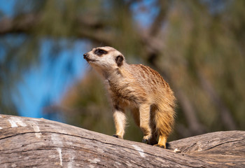 Meerkat walking along a log